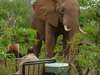 Mashatu Tented Camp - Game Drive 3
